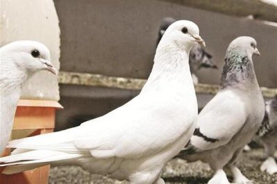 Chim Bồ Câu: Đặc điểm, phân loại, cách nuôi và một số sự thật thú vị