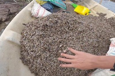 Cua Ăn Gì? Tìm Hiểu Cách Phối Trộn Thức Ăn Cho Cua Tốt Nhất