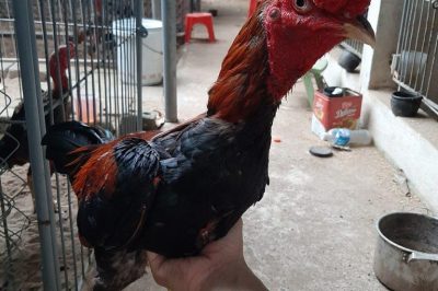 Gà Chọi Uống Quá Nhiều Nước