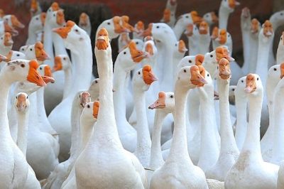 [Bật mí] Bao lâu thì ngỗng đẻ trứng và đẻ mấy trứng thì ấp?