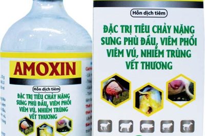 Top 7+ thuốc thú y amoxicillin tốt nhất không thể không dùng
