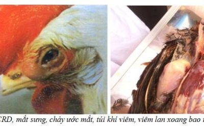 “Bệnh CRD trên gà (hen gà) – Cách phát hiện sớm và phòng bệnh hiệu quả”