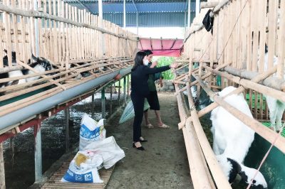Nuôi dê bán chăn thả – mô hình mang lại nhiều lợi ích cho người dân