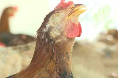 Bệnh ORT trên gia cầm