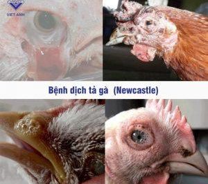 8 Điều nhất định phải biết về Bệnh dịch tả gà (Newcastle)