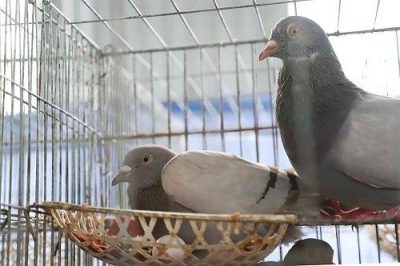 Chim Bồ Câu Pháp giá bao nhiêu? Cách nuôi? Mua ở đâu