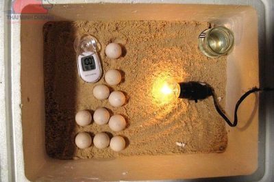 Hướng dẫn Ấp trứng gà bằng bóng đèn thủ công hiệu quả cao