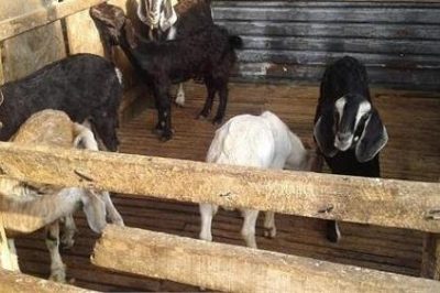Các Bệnh Thường Gặp Ở Dê Nuôi | Cách Phòng Tránh và Điều Trị