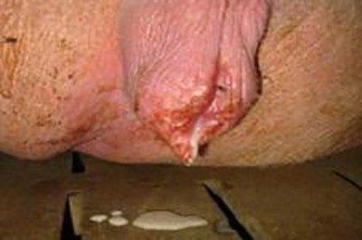 Các bệnh thường gặp ở heo nái mang thai