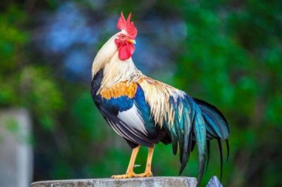 Đặc điểm, tập tính của gà trống? Cách để nuôi một con gà trống