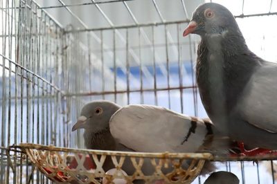 Một số giống bồ câu ở nước ta