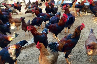 Các giống gà ta lai tại Việt Nam, nguồn gốc và giống nuôi phổ biến