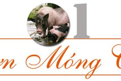 22 giống lợn bản địa của Việt Nam