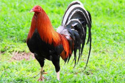 TOP Dòng Gà Đá Hay Tại Việt Nam