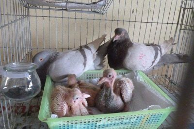 Các Mô Hình Chăn Nuôi Ít Đất Hiệu Quả Kinh Tế Cao Hiện Nay