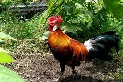 CÁCH CHỌN GÀ RỪNG MỒI HAY HIỆU QUẢ , CHUẨN NHẤT