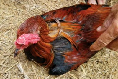 CÁC TRƯỜNG HỢP GÀ BỊ CHƯỚNG DIỀU VÀ CÁCH ĐIỀU TRỊ
