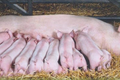 Làm sao để heo nái nhiều sữa sau khi sinh