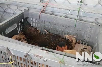 5 Dấu hiệu trứng gà sắp nở nên biết dành cho người mới ấp trứng