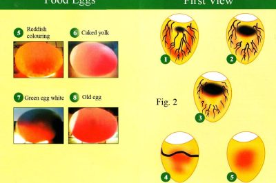Cách Soi Trứng Vịt Lộn Chuẩn | Cách Chọn Trứng Vịt Lộn Cực Ngon