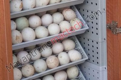 Cách nhận biết trứng vịt sắp nở như thế nào