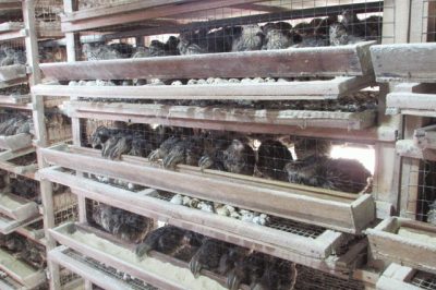 Hướng dẫn kỹ thuật nuôi chim cút đạt hiệu quả kinh tế cao