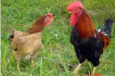 Phân Biệt Gà Trống Mái, Nhận Biết Gà Con Trống Và Mái