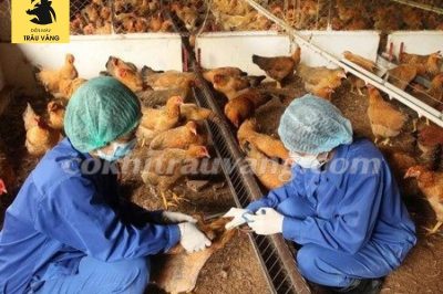 3 cách phòng chống bệnh cho gà con mới nở HIỆU QUẢ nhất