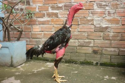 Bệnh ăn không tiêu ở gà chọi và một số cách chữa trị