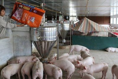Các dạng thức ăn cho heo hiện nay