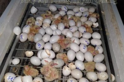 Trứng Bồ Câu Nở Sau Bao Nhiêu Ngày Ấp – Các Lưu Ý Khi Ấp Trứng