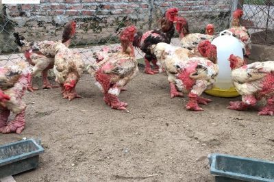 Gà Đông Tảo ăn gì? Nuôi thế nào để nhanh lớn và khỏe mạnh