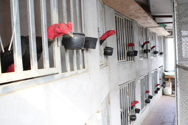 Kích thước chuồng gà chọi đảm bảo thoải mái mà vẫn tiết kiệm