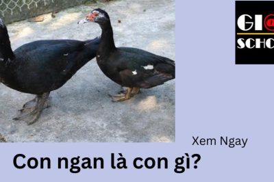 Con ngan là con gì? Tại sao có tên gọi là con ngan?