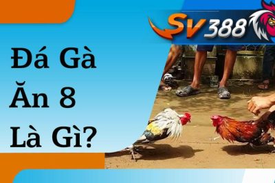 Đá gà ăn 8 là gì? Cách thức chơi đá gà ăn 8 như thế nào?