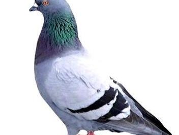 Lý thuyết về chim bồ câu