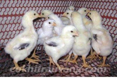 Gà 1 tháng tuổi nặng bao nhiêu kg? Cách chăm sóc gà con hiệu quả