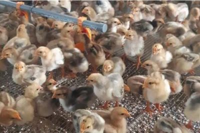 Có thể bạn chưa biết: Gà 2 tháng tuổi nặng bao nhiêu kg?