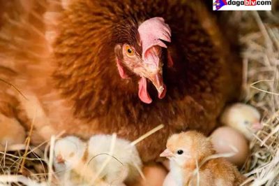 Gà Ấp Bao Nhiêu Ngày Thì Nở Và Lời Giải Đáp Của Chuyên Gia