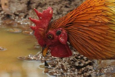 Gà Uống Nước Nhiều Và Những Thông Tin Mà Bạn Không Nên Bỏ Lỡ