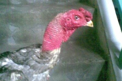 Gà Chọi Bị Sủi Bọt Mắt