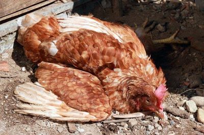 Gà bị tụ huyết trùng có ăn được không