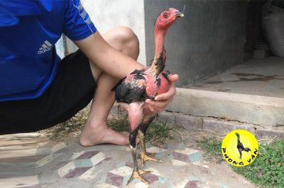 Gà chọi con 3 tháng tuổi