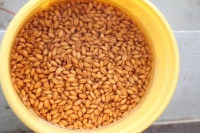 Những loại thức ăn giúp gà chiến sung sức – dẻo dai