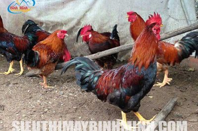 Nuôi gà bao lâu thì xuất chuồng ? Thời điểm nuôi gà tốt nhất