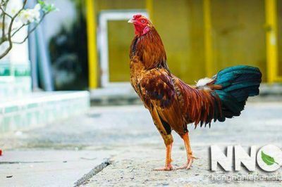 Gà ta đẻ bao nhiêu trứng 1 năm, 1 ngày, 1 lứa