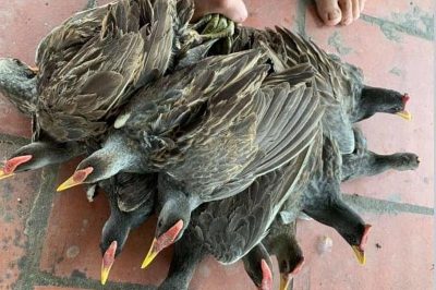 250 nghìn một cặp gà đồng vài lạng, vẫn đắt khách đặt mua