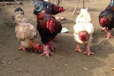 Gà đông tảo thuần chủng đâu chỉ có ở Hưng Yên