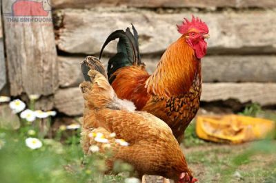Gà Lương Phượng, đặc điểm và kỹ thuật nuôi gà lương phượng