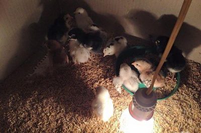 Cách cho gà con mới nở ăn uống như thế nào ?